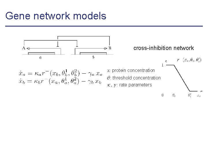 Gene network models cross-inhibition network x: protein concentration : threshold concentration , : rate