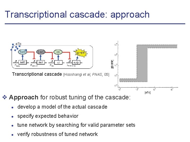 Transcriptional cascade: approach Transcriptional cascade [Hooshangi et al, PNAS, 05] v Approach for robust