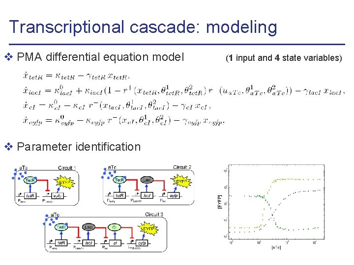 Transcriptional cascade: modeling v PMA differential equation model v Parameter identification (1 input and