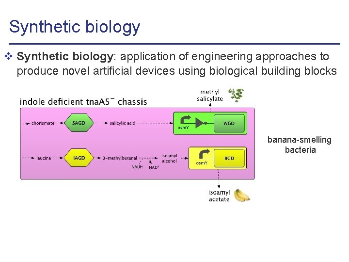Synthetic biology v Synthetic biology: application of engineering approaches to produce novel artificial devices