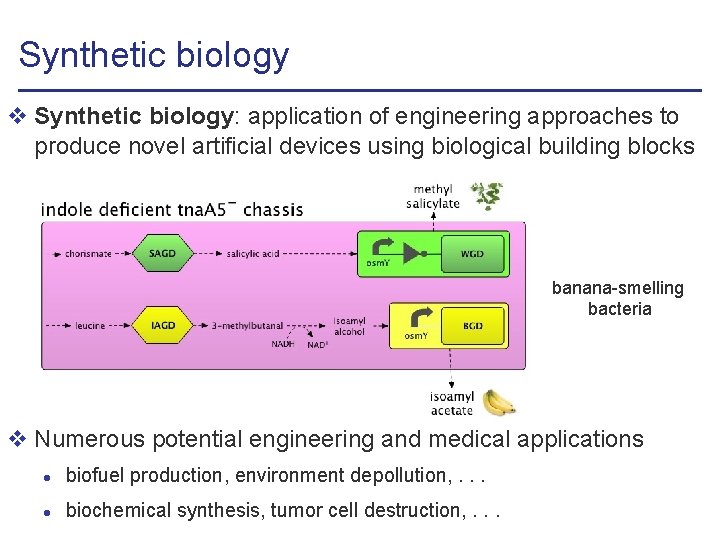Synthetic biology v Synthetic biology: application of engineering approaches to produce novel artificial devices