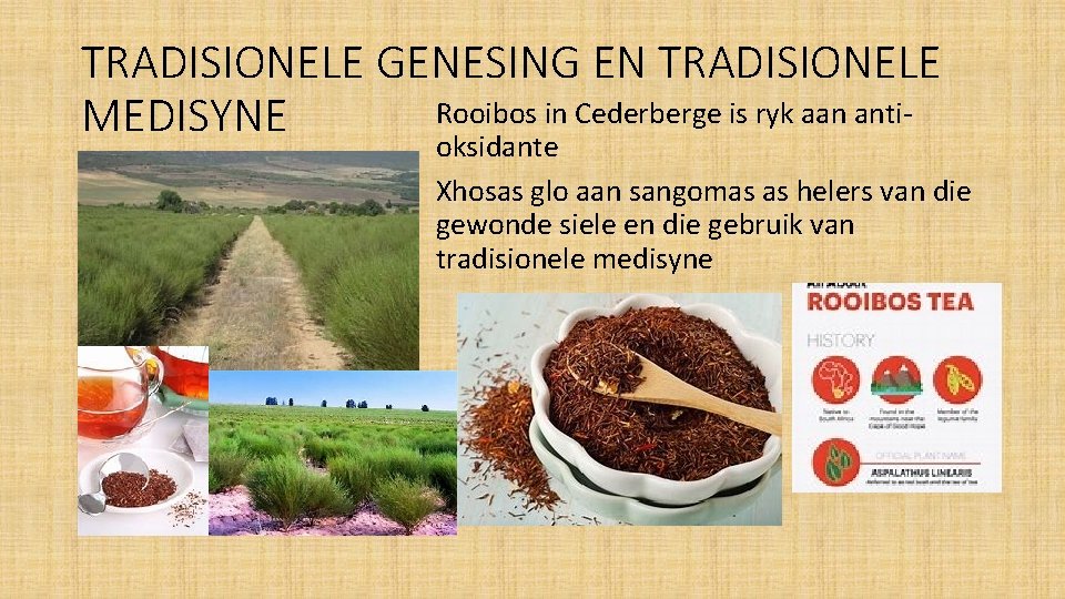 TRADISIONELE GENESING EN TRADISIONELE Rooibos in Cederberge is ryk aan anti. MEDISYNE oksidante Xhosas