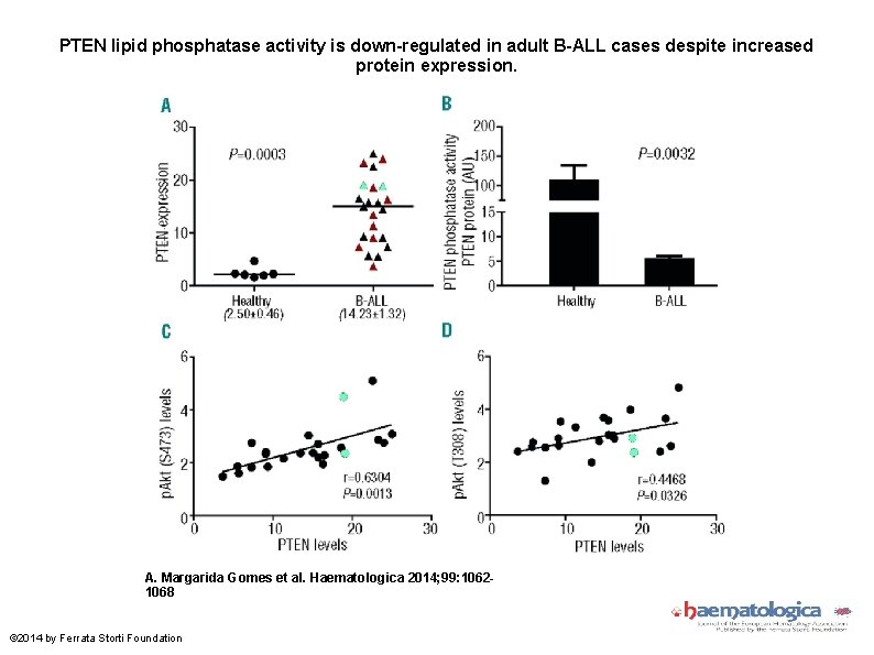 PTEN lipid phosphatase activity is down-regulated in adult B-ALL cases despite increased protein expression.