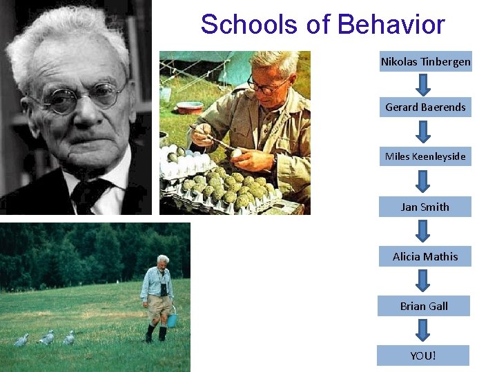 Schools of Behavior Nikolas Tinbergen Gerard Baerends Miles Keenleyside Jan Smith Alicia Mathis Brian