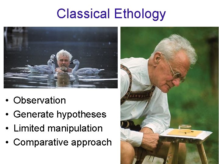 Classical Ethology • • Observation Generate hypotheses Limited manipulation Comparative approach 12 