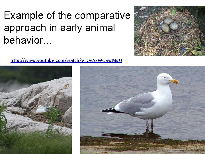 Example of the comparative approach in early animal behavior… http: //www. youtube. com/watch? v=Ov.