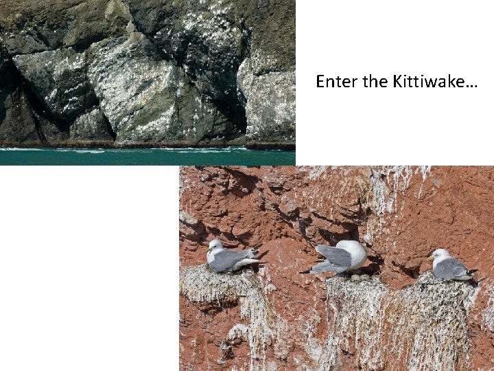 Enter the Kittiwake… 