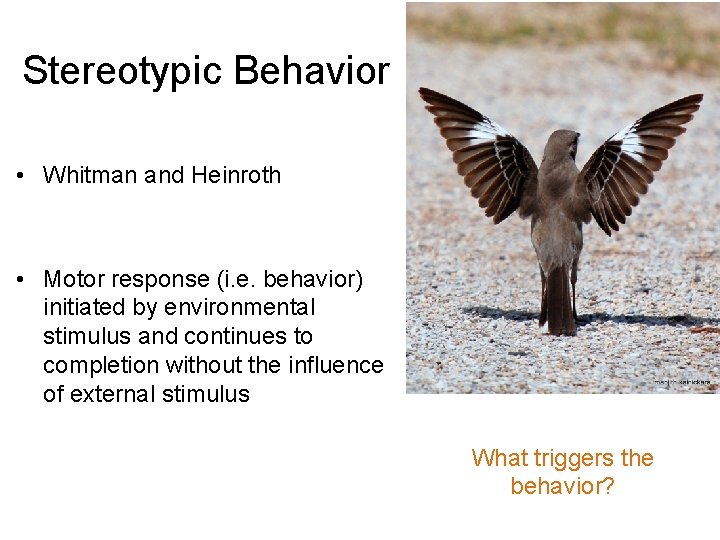Stereotypic Behavior • Whitman and Heinroth • Motor response (i. e. behavior) initiated by