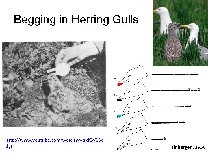 Begging in Herring Gulls http: //www. youtube. com/watch? v=qk. KSV 15 d dg. E