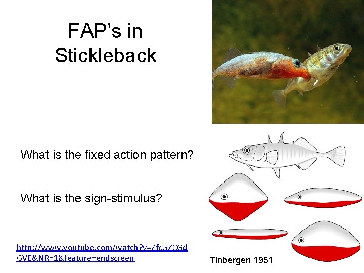 FAP’s in Stickleback What is the fixed action pattern? What is the sign-stimulus? http: