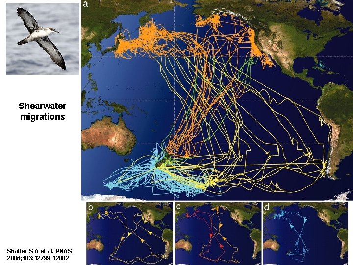 Shearwater migrations Shaffer S A et al. PNAS 2006; 103: 12799 -12802 2 