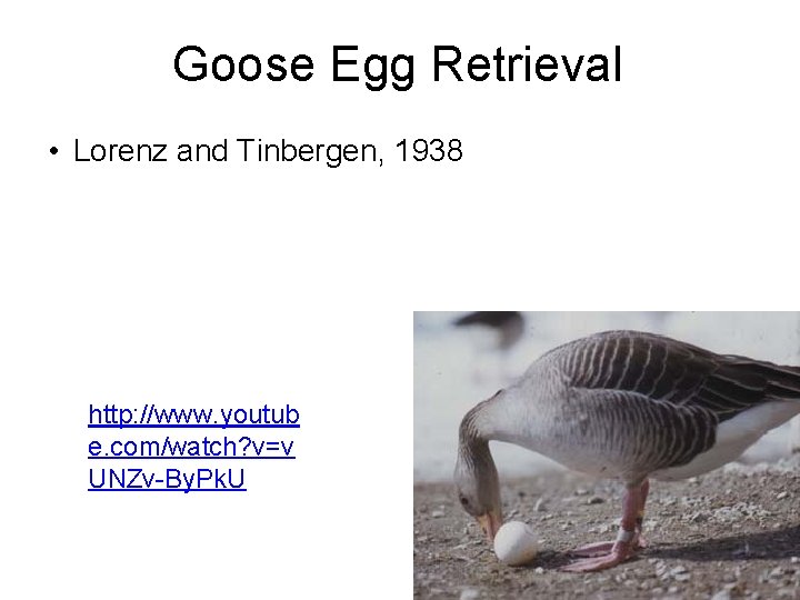Goose Egg Retrieval • Lorenz and Tinbergen, 1938 http: //www. youtub e. com/watch? v=v