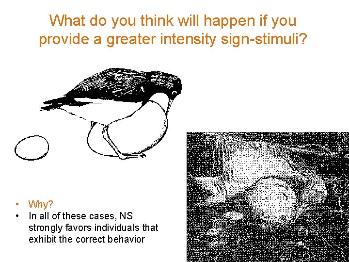 What do you think will happen if you provide a greater intensity sign-stimuli? •