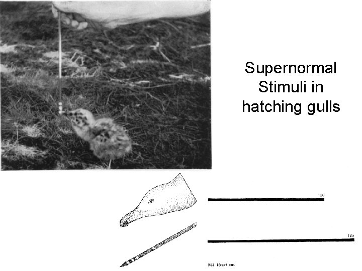 Supernormal Stimuli in hatching gulls 