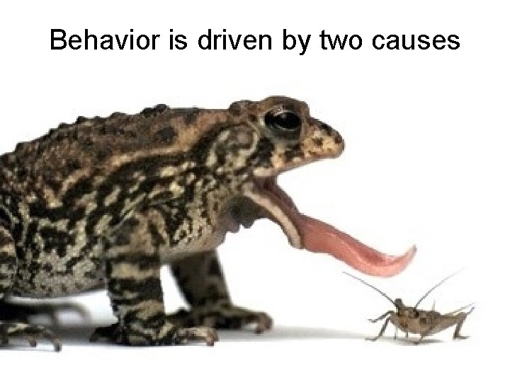 Behavior is driven by two causes 