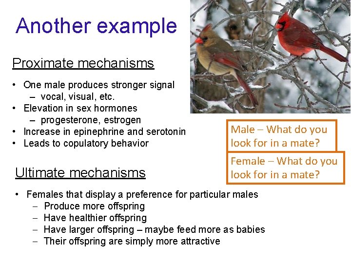 Another example Proximate mechanisms • One male produces stronger signal – vocal, visual, etc.