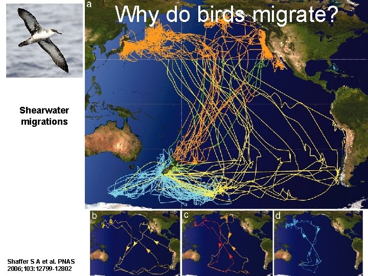 Why do birds migrate? Shearwater migrations Shaffer S A et al. PNAS 2006; 103: