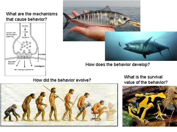 What are the mechanisms that cause behavior? How does the behavior develop? How did
