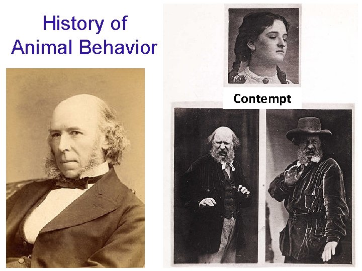 History of Animal Behavior Contempt 