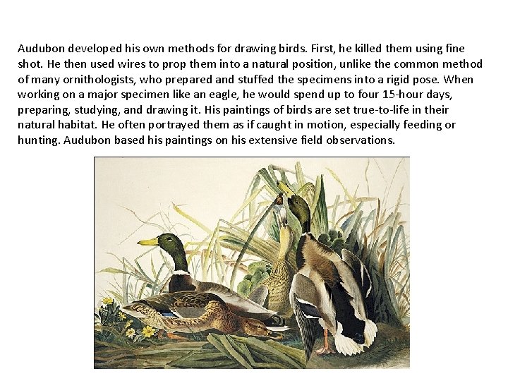 Audubon developed his own methods for drawing birds. First, he killed them using fine