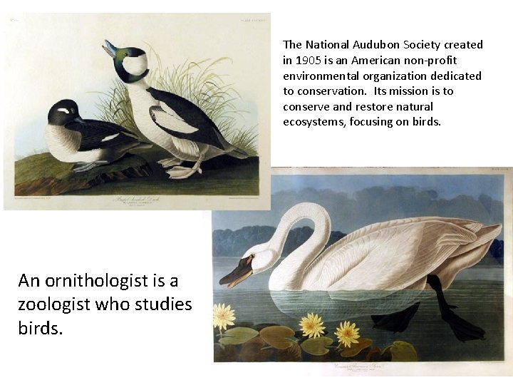 The National Audubon Society created in 1905 is an American non-profit environmental organization dedicated
