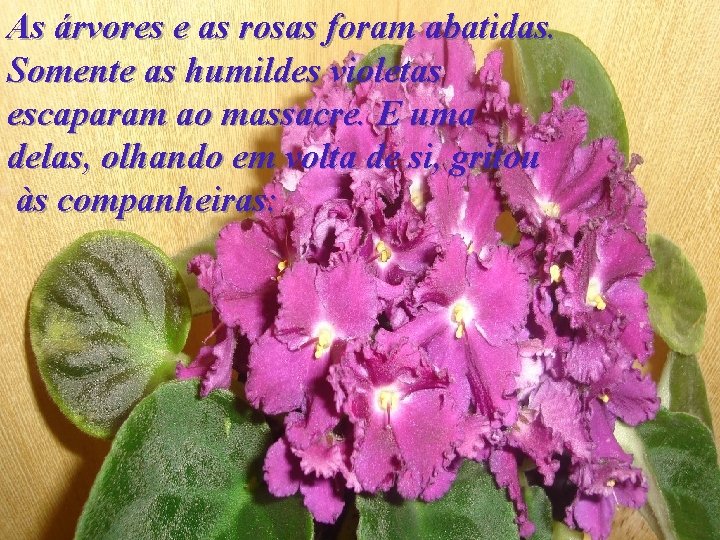 As árvores e as rosas foram abatidas. Somente as humildes violetas escaparam ao massacre.