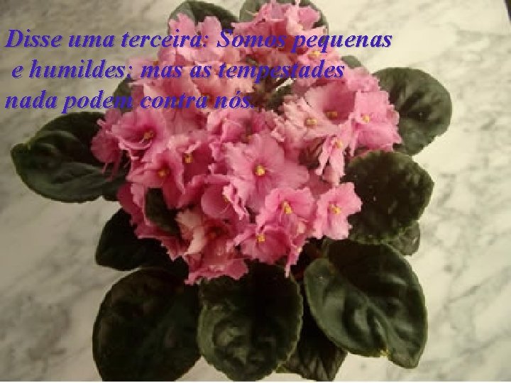 Disse uma terceira: Somos pequenas e humildes; mas as tempestades nada podem contra nós.