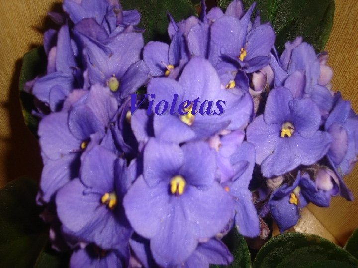 Violetas 