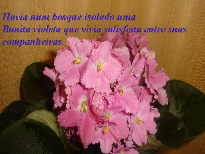 Havia num bosque isolado uma Bonita violeta que vivia satisfeita entre suas companheiras. 