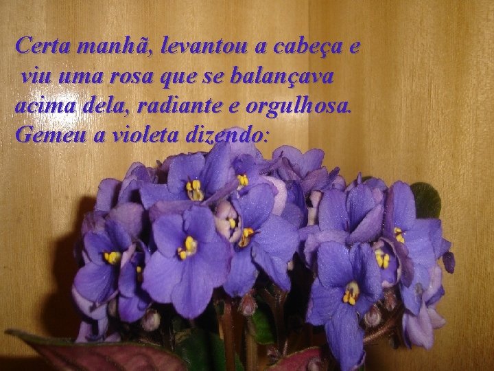 Certa manhã, levantou a cabeça e viu uma rosa que se balançava acima dela,