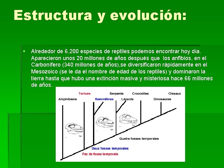 Estructura y evolución: § Alrededor de 6. 200 especies de reptiles podemos encontrar hoy
