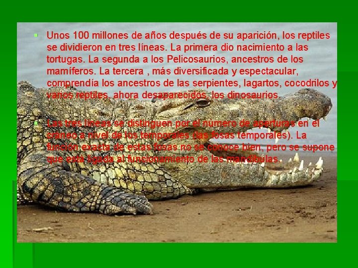 § Unos 100 millones de años después de su aparición, los reptiles se dividieron