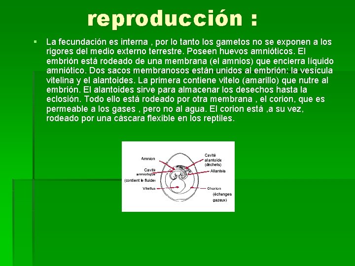 reproducción : § La fecundación es interna , por lo tanto los gametos no