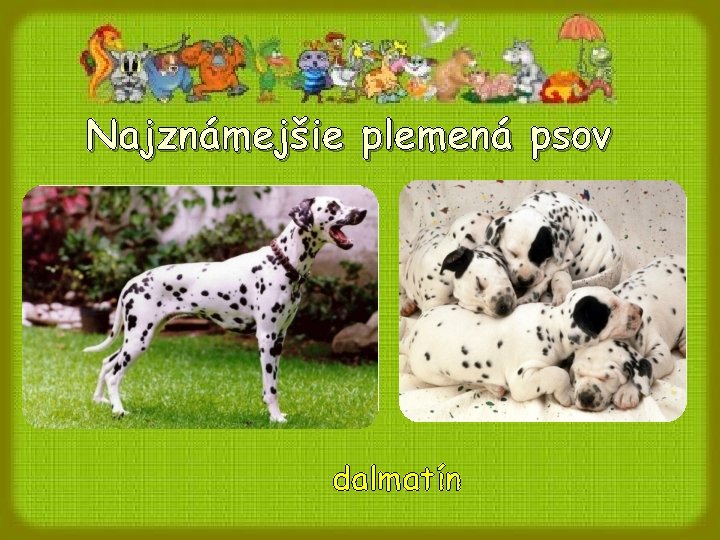 Najznámejšie plemená psov dalmatín 