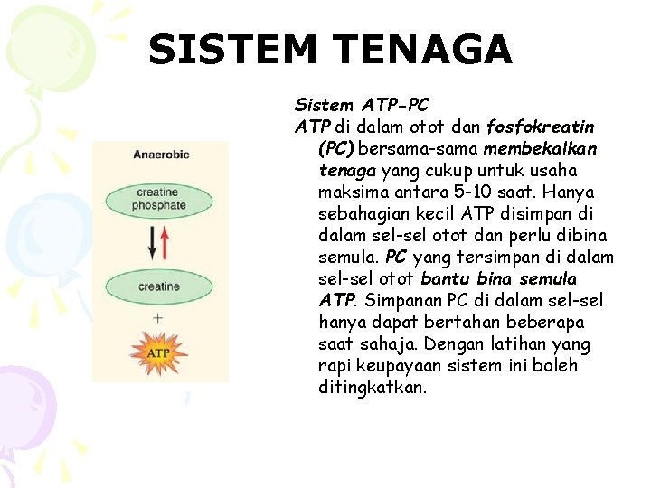 SISTEM TENAGA Sistem ATP-PC ATP di dalam otot dan fosfokreatin (PC) bersama-sama membekalkan tenaga