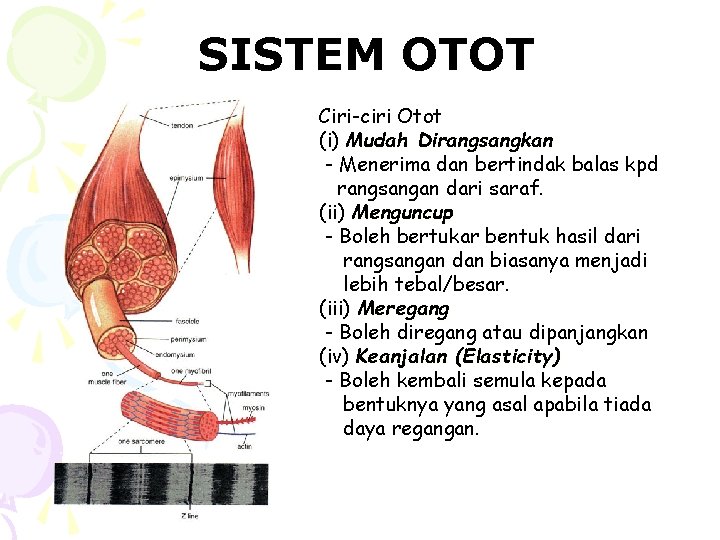 SISTEM OTOT Ciri-ciri Otot (i) Mudah Dirangsangkan - Menerima dan bertindak balas kpd rangsangan