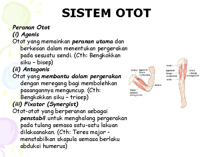 SISTEM OTOT Peranan Otot (i) Agonis Otot yang memainkan peranan utama dan berkesan dalam