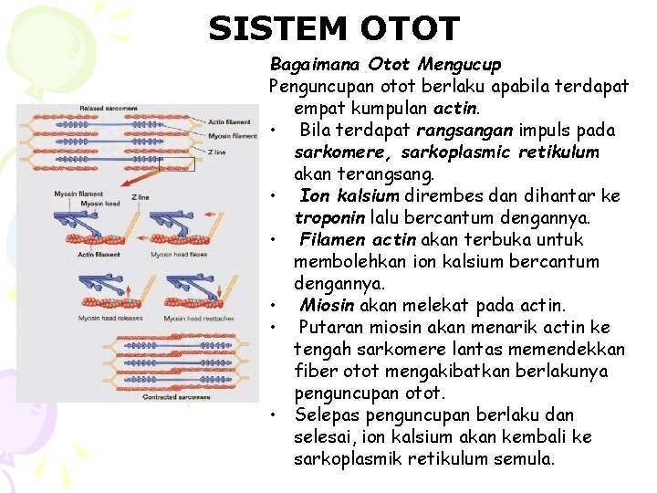 SISTEM OTOT Bagaimana Otot Mengucup Penguncupan otot berlaku apabila terdapat empat kumpulan actin •