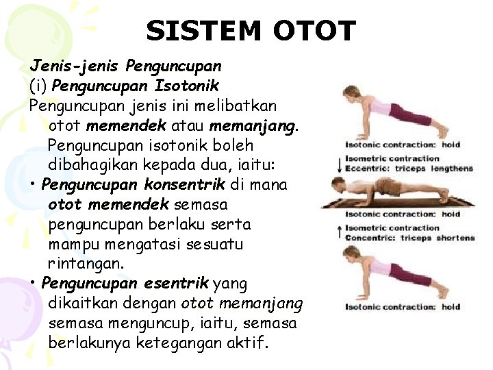 SISTEM OTOT Jenis-jenis Penguncupan (i) Penguncupan Isotonik Penguncupan jenis ini melibatkan otot memendek atau