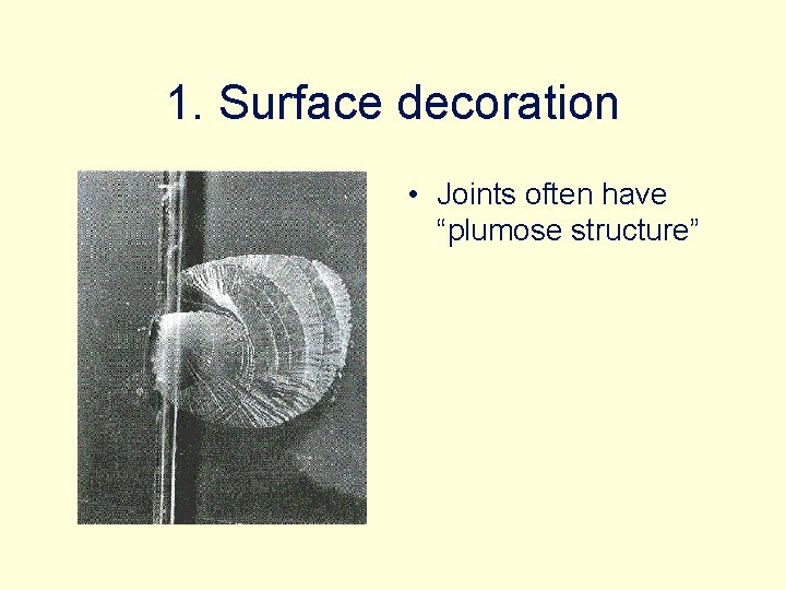 1. Surface decoration • Joints often have “plumose structure” 
