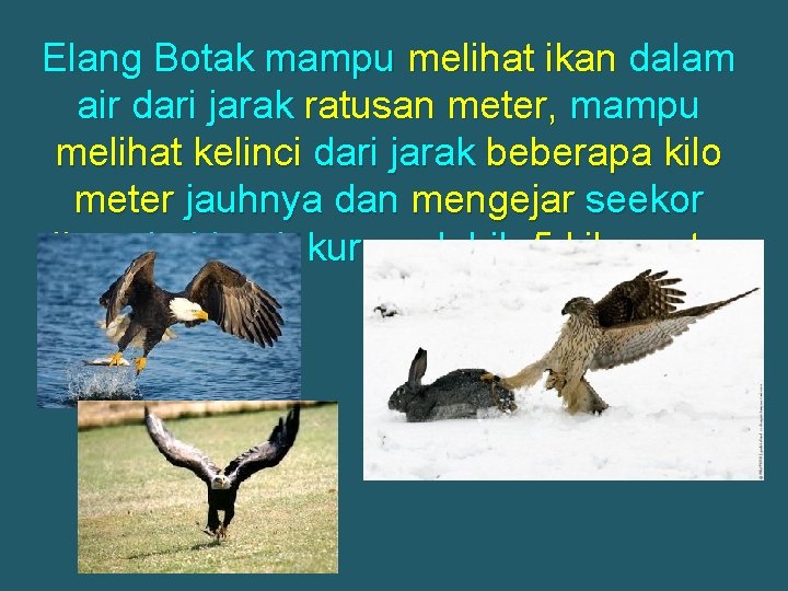 Elang Botak mampu melihat ikan dalam air dari jarak ratusan meter, mampu melihat kelinci