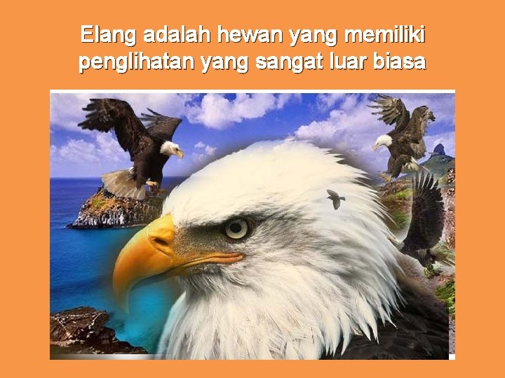 Elang adalah hewan yang memiliki penglihatan yang sangat luar biasa 