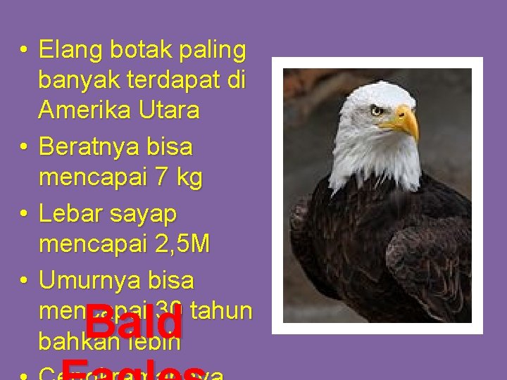  • Elang botak paling banyak terdapat di Amerika Utara • Beratnya bisa mencapai