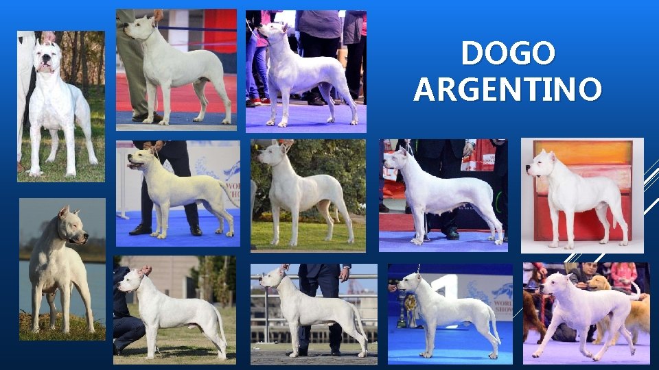 DOGO ARGENTINO 