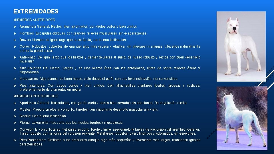 EXTREMIDADES MIEMBROS ANTERIORES: Apariencia General: Rectos, bien aplomados, con dedos cortos y bien unidos.