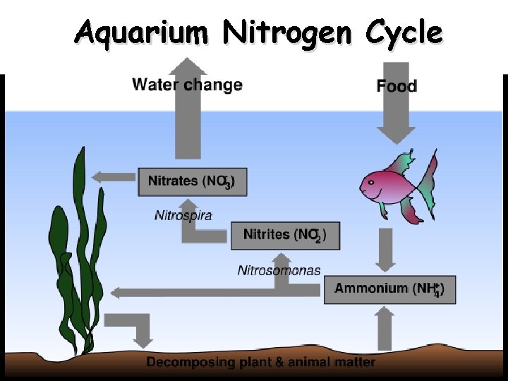 Aquarium Nitrogen Cycle 