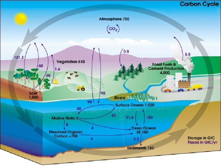 Carbon Cycle 