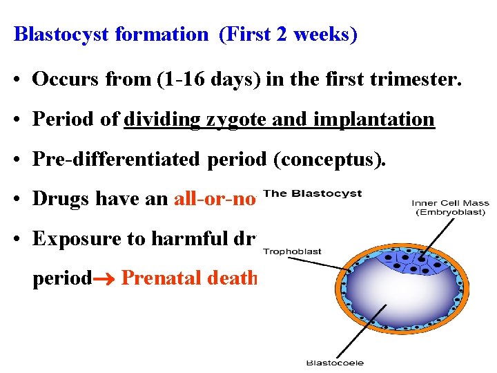 Blastocyst formation (First 2 weeks) • Occurs from (1 -16 days) in the first