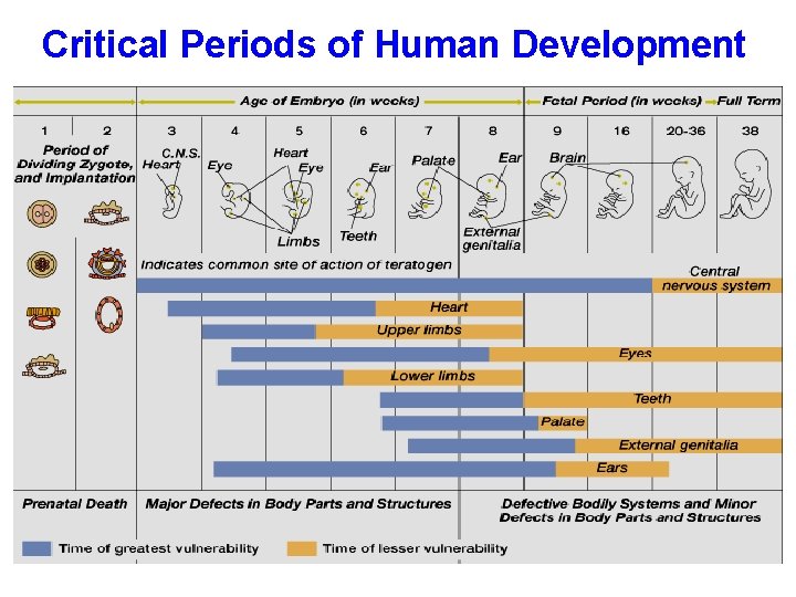 Critical Periods of Human Development 