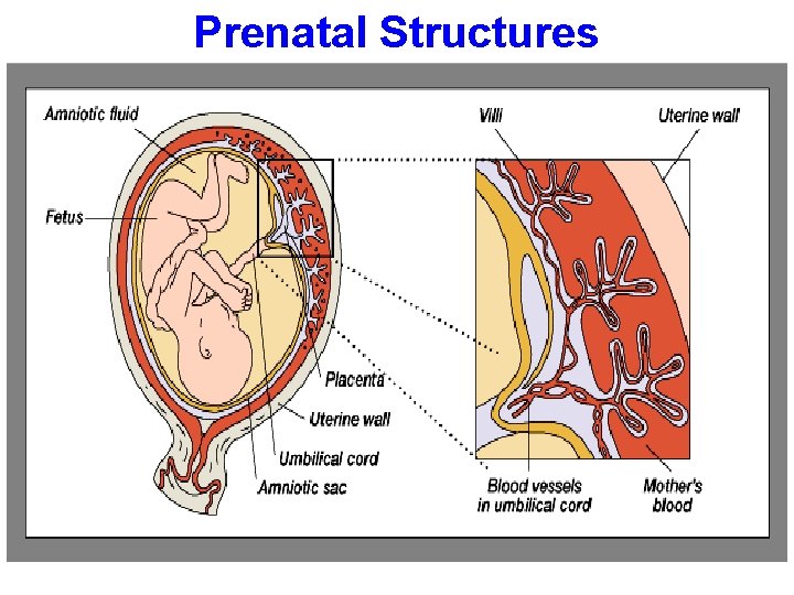 Prenatal Structures 